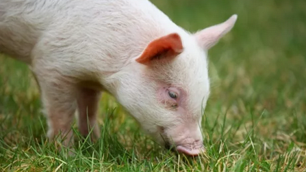 在断奶仔猪日粮中添加锌，可显著降低腹泻率，这是二十世纪猪营养研究领域的一个里程碑。