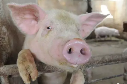 如何治疗猪蹄叶炎以及猪得了蹄叶炎会传染吗？