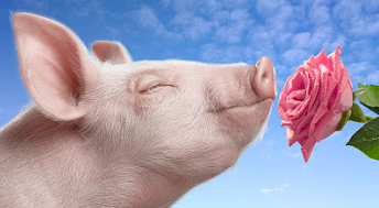 当哺乳母猪从产房下来，传统饲养模式饲养户喜欢用限饲的方法来刺激母猪发情而经过试验自由采食更能促进母猪的排卵以及发情。