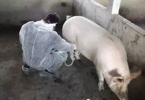 对于空怀期的母猪饲养有一半以上猪场做错了！