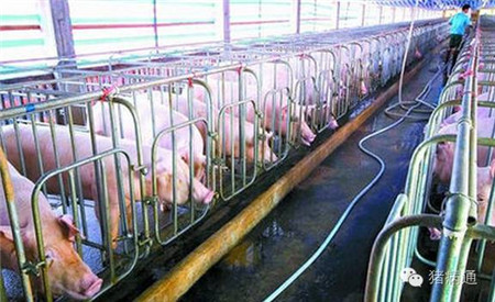 如何掌握好母猪产前的管理技术？