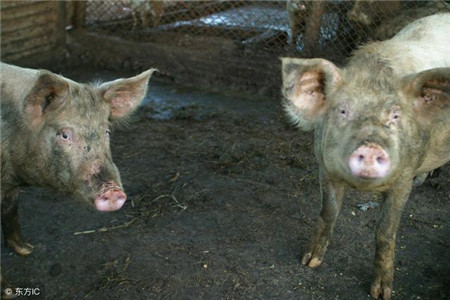 春季猪腹泻的预防治疗，猪病管控直接关乎养猪成败