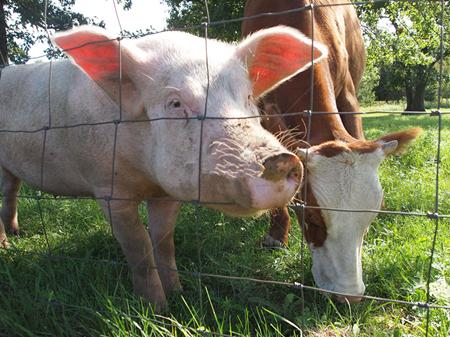 猪链球菌病，告诉你：为什么猪场不能混入其他动物？