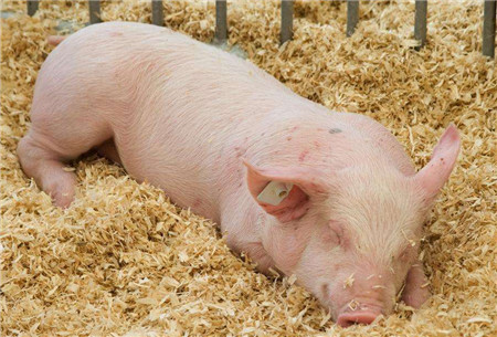 关于举办“2018中国养猪人峰会”“2018 猪业展览会”的首轮通知