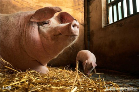 猪育种工作中存在的若干问题及相应措施