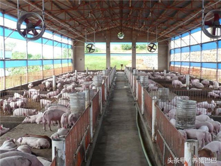 冬季养猪场饲养肉猪的防寒保暖技术要求