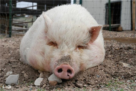 腊月猪病多发，农村俗语“养猪无窍，窝干食饱”，教养猪人防病