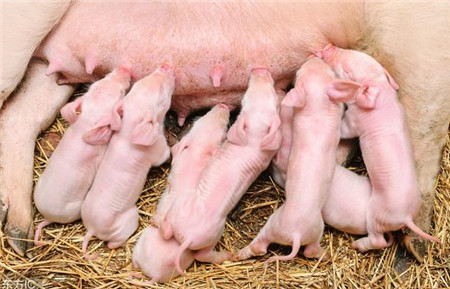 母猪产后48小时，作为合格的接产员你该如何做？