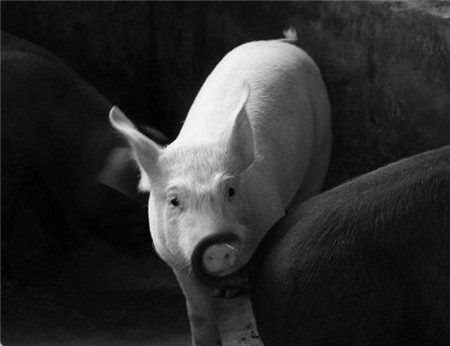 一般猪饲养到了育肥阶段就比较省心了，但是也不能完全松懈，如果管理不到位也会导致育肥猪疾病的发生，特别是育肥猪厌食是比较常见的。秋季是育肥猪长膘的好时节，所以一定要做好饲养管理，以免因为育肥猪厌食导致的增重少，出栏慢造成的不必要的损失。