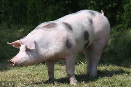 养殖猪学习之什么是三元猪，三元猪有什么特点