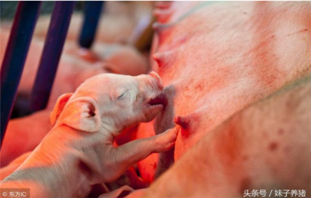 猪场母猪判断生产结束，养猪人你要知道这4招，减少损失