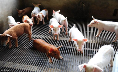 非接触式发酵床养猪是否比接触式发酵床养猪的密度有什么不同