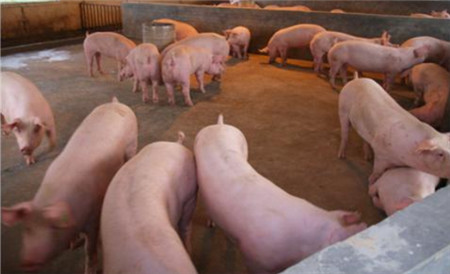 2018年猪肉养殖成本和利润分析