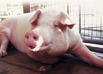 为什么糖尿病患者接受猪胰岛移植能恢复健康？为什么选择猪作为胰岛移植供体？供体猪与普通猪有什么不同？怎样保证供体猪的生物绝对安全以及医用级标准？