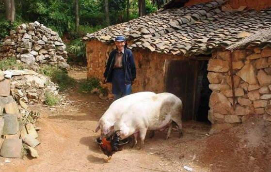 养猪场的肥猪只能活6个月，但实际上猪的寿命居然这么长？
