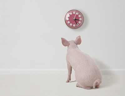 2月初，阿里云与四川数家企业达成合作，发力养猪项目。只不过，马云养猪的方式有点新潮：AI养猪；马云养猪的数量有点惊人：两年后达1000万头。