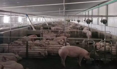  　　当春节的气息越来越浓时，黑龙江天兆猪业有限公司的千头法系长白、大白、杜洛克和皮特兰原种猪圆满完成了为期45天的隔离检疫，状况良好。