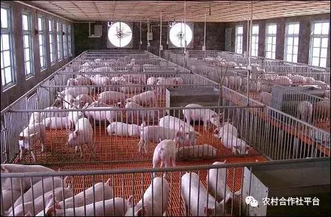 建设一个现代的养猪场都需要有哪些投入