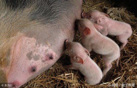 母猪是否产完的判断标准，养猪人你知道几个呢？