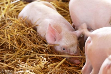 看完的都收藏了！益生菌在猪的各个养殖阶段具有不同的作用！