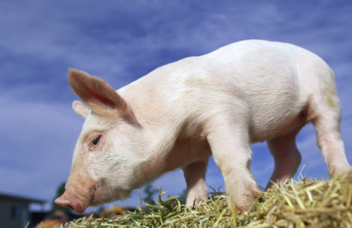 生猪价格的上涨意味着暴涨的可能性有多大？