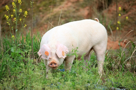 春节过后，猪价延续上涨还是再次迎来寒冬？