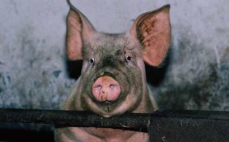 猪长得快就是被催肥的吗？专家：不要妖魔化！