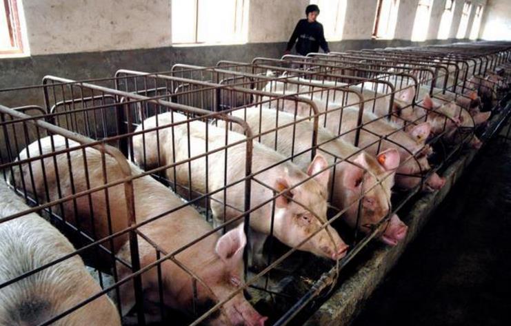 猪价虽有上涨，但仍处于低位状态。养殖户比较慌，经常听到养殖户说，最近饲料涨价了（国内饲料需求量大），兽药涨价了（原料涨价），猪太难养了，成本太高。