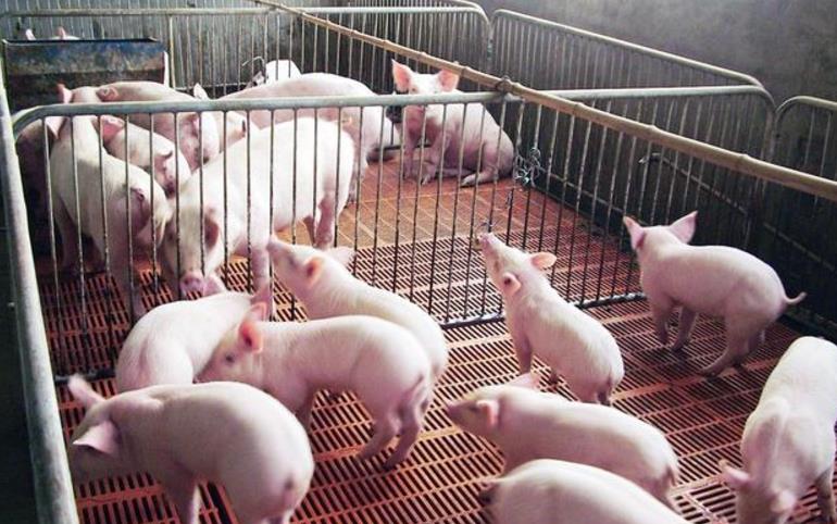 2018年养猪业迎来大洗牌 怎样才能挣到钱？