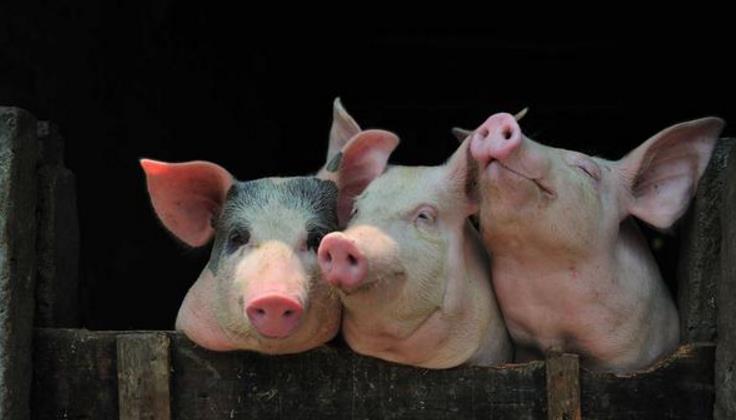 养猪利润高，来钱快，但为何农村养猪户数量逐年下滑？