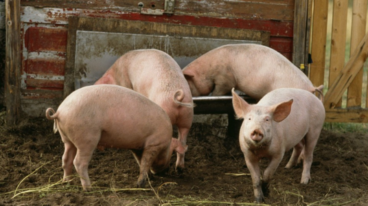  　　全国生猪价格在春节消费利好的拉动下，呈现不同程度上涨。已经由十多个省份出现上涨了......来看看各个区域的涨幅吧！