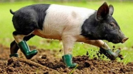 谁敢再妖魔化养猪？农业部：我国猪肉质量安全检测合格率99.8%！