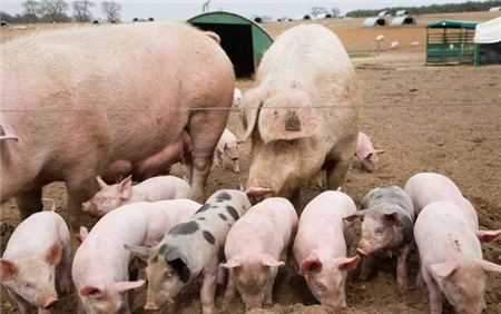 母猪繁殖力提高六大技术措施，国内平均PSY逐渐提升