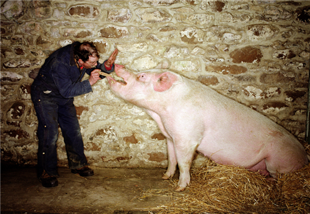 育肥猪饲养谨防“看不见”的损失——劣质饲料喂猪