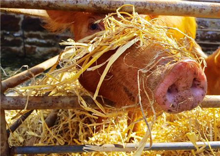 10多类猪场常见兽药针对症状及实用方法！