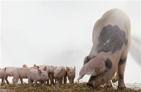 今日是初七，上班第一日。根据中国养猪网猪价系统显示，猪价报价13.50元/公斤，较昨日下跌0.02元/公斤。猪价难道已经结束上涨行情，再度开启下跌?