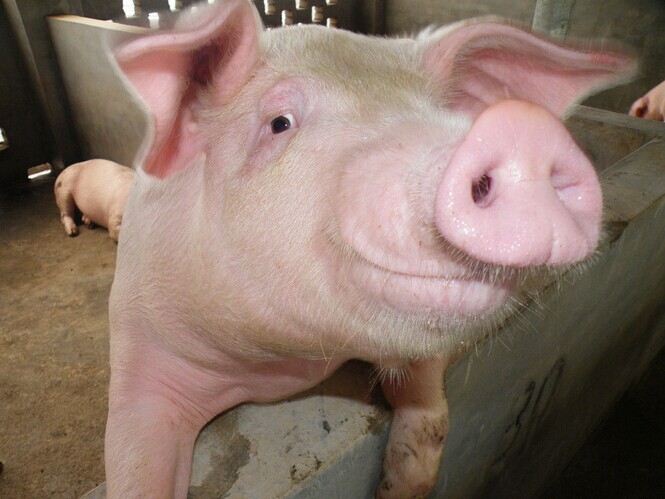 养猪到底防不防疫猪蓝耳病？听听专家如何说的！