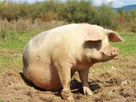 增加养猪收益从淘汰限位栏开始