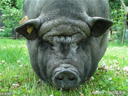 养猪的朋友，你知道母猪为啥出现眼屎、泪斑吗？