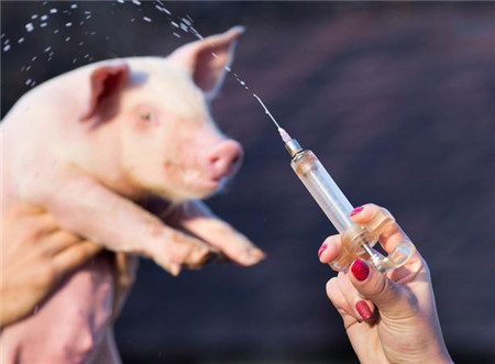 猪气喘病的有效治疗和防控方法！