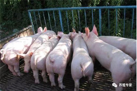 怎么让猪快速育肥？猪快速育肥需要哪些环境条件？