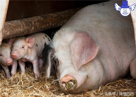 导致母猪淘汰率高的两大元凶，抓住重点就能防患于未然