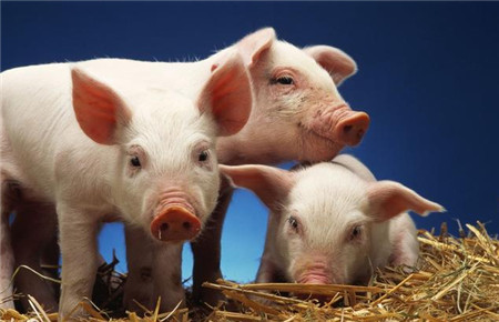 2018年国际养猪繁殖研讨会注册优惠即将截止，抓紧时间报名吧！
