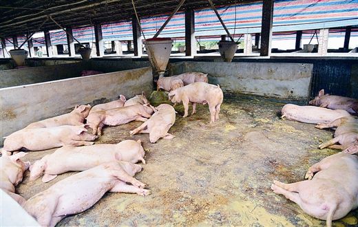 中国猪市全部都是规模化养殖的天下了，屠宰企业还会压价吗？