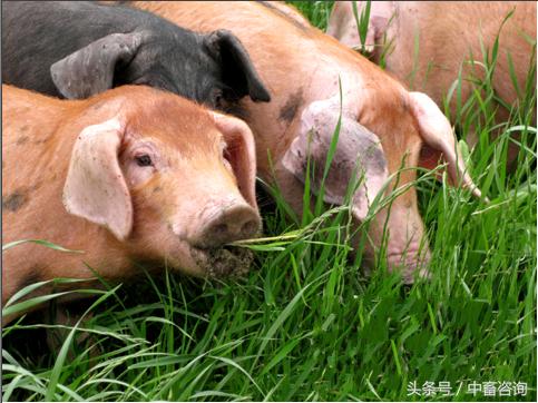 春季是万物生长的时节，如何做好猪只饲养，加快长势