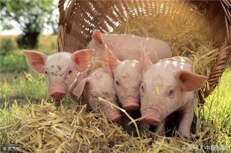 了解猪日粮中脂肪的价值，对养猪有大帮助！