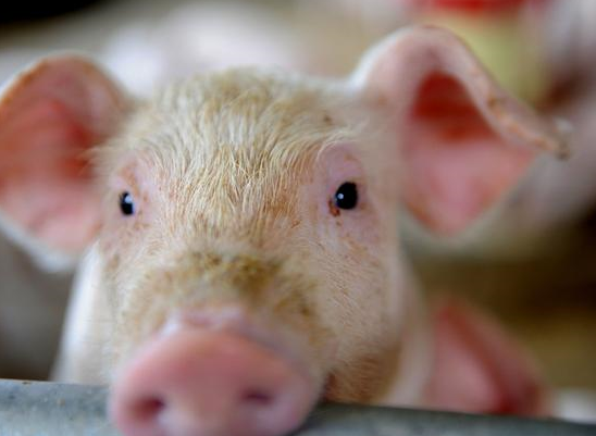 养猪场怎么消毒，病菌才能降到最低？