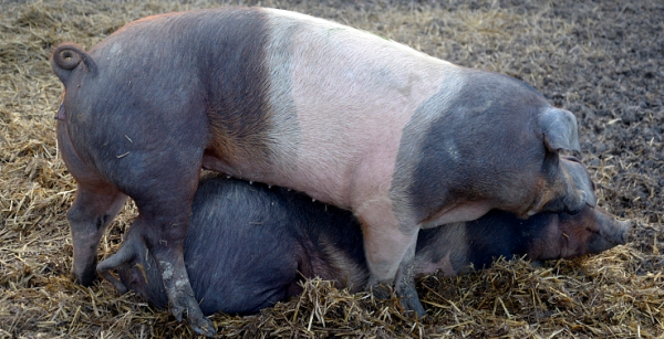 中国生猪健康养殖特点及对策分析