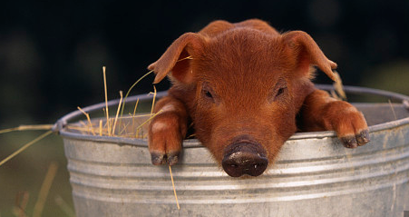 虽然规模发展大了，但养殖理念还停留在小猪场生产的年代，所以笔者觉得有必要普及一下批次化生产与全进全出方面的知识。