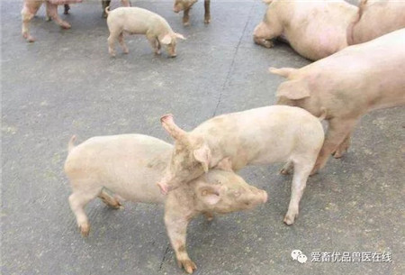 12头猪总欺负1头猪，这是什么原因造成的？